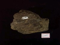 犀牛下顎骨化石藏品圖，第1張